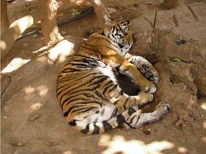 THAILANDE LE TEMPLE DES TIGRES (15)